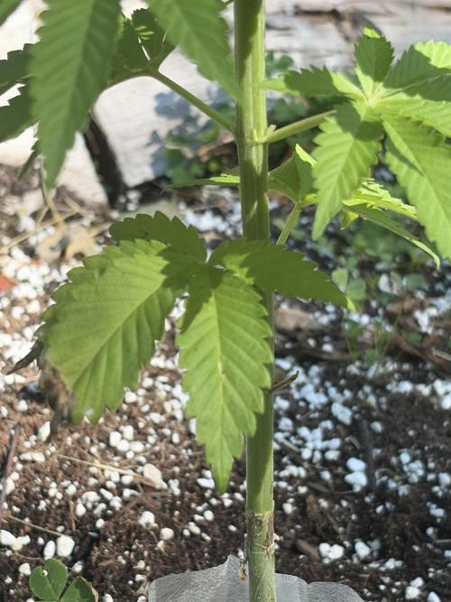 Outdoor grow. Week 11