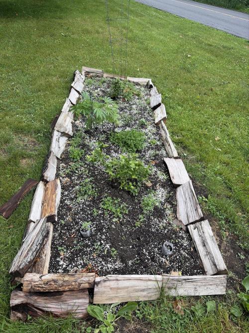 Outdoor auto batch 2 in raised bed. Week 1