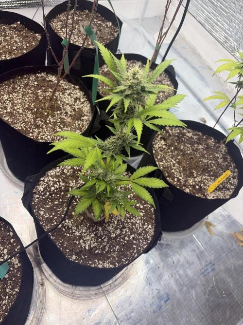 2nd cheese auto. Week 10