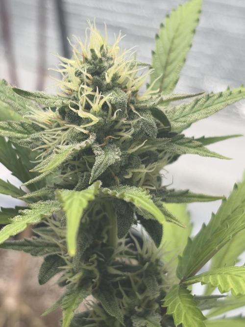 Cheese Auto. Week 10