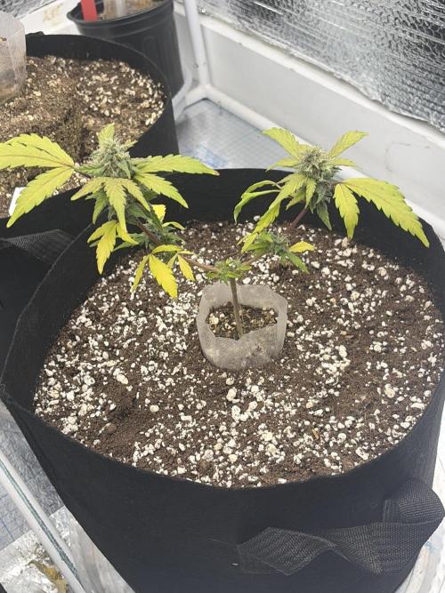 Cheese Auto. Week 14