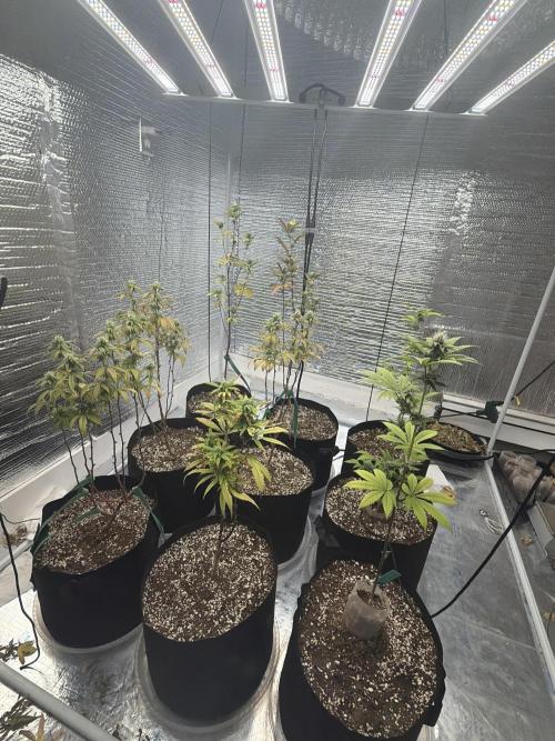 Micro clones +1 seed grow. Week 16