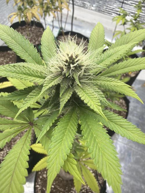 Micro clones +1 seed grow. Week 16