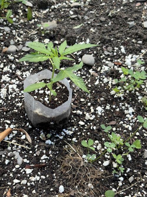 Outdoor auto batch 1. Week 3