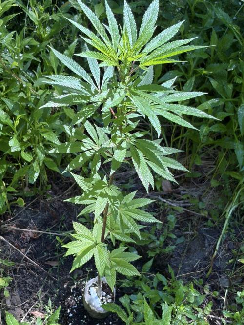 Outdoor grow. Week 12