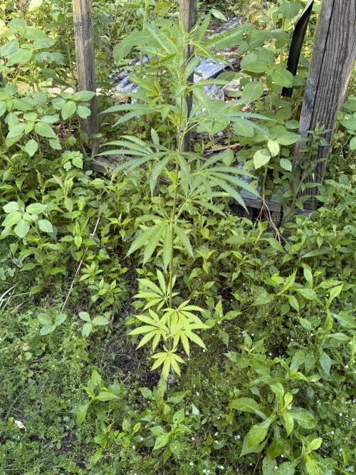 Outdoor grow. Week 12