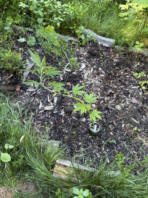 Outdoor grow. Week 12
