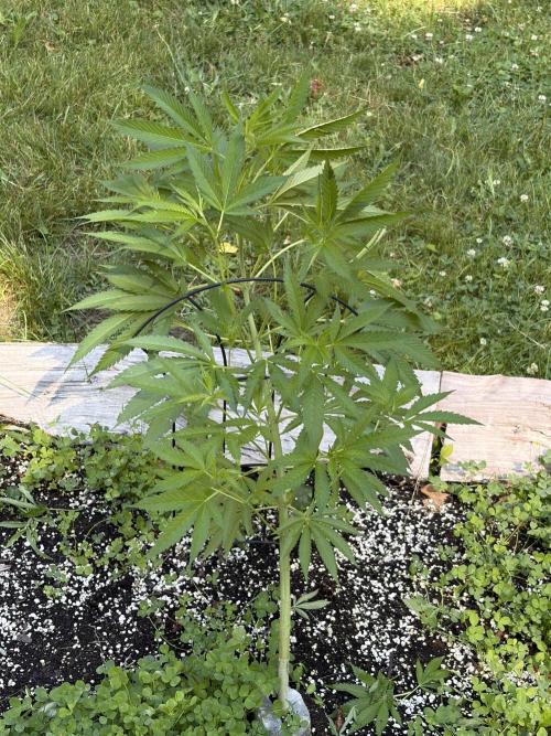 Outdoor grow. Week 12