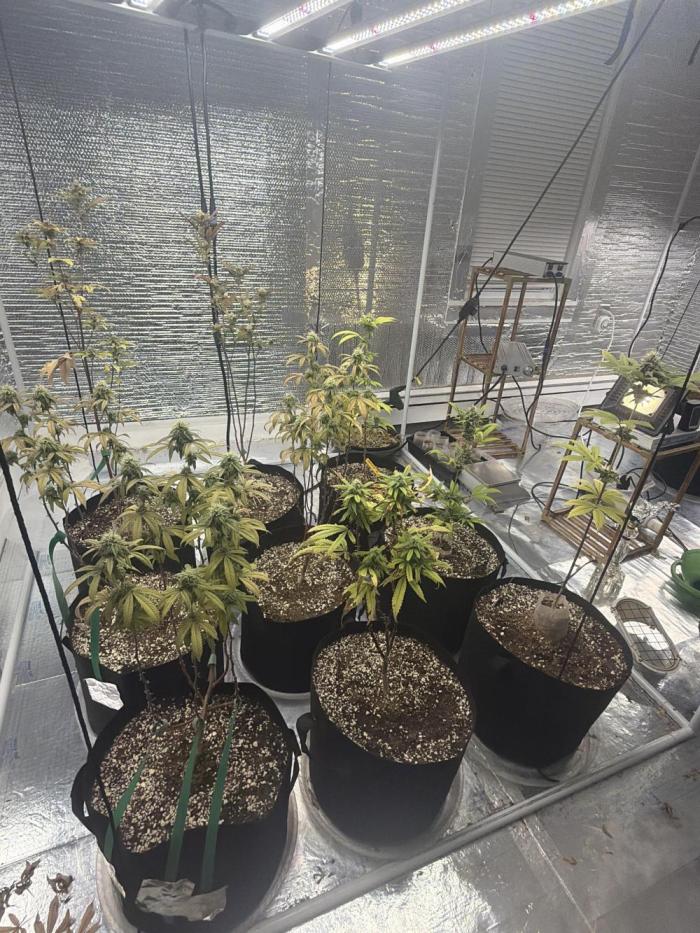 Micro clones +1 seed grow. Week 17
