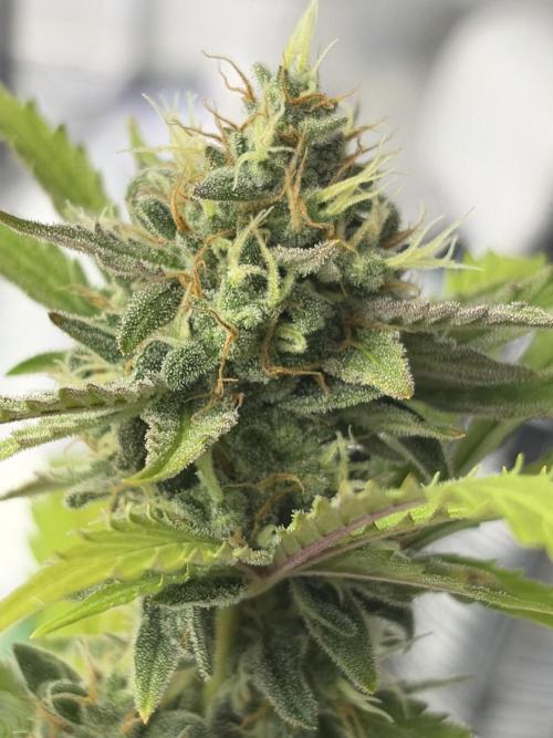 2nd cheese auto. Week 11