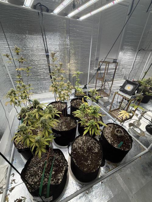 Micro clones +1 seed grow. Week 18