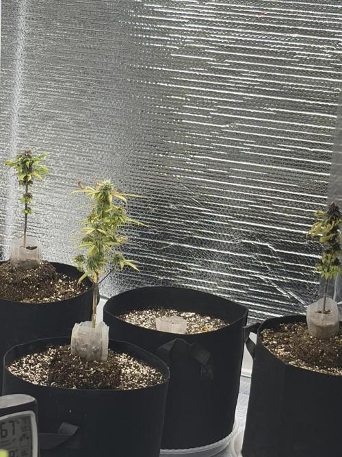Micro clones +1 seed grow. Week 18