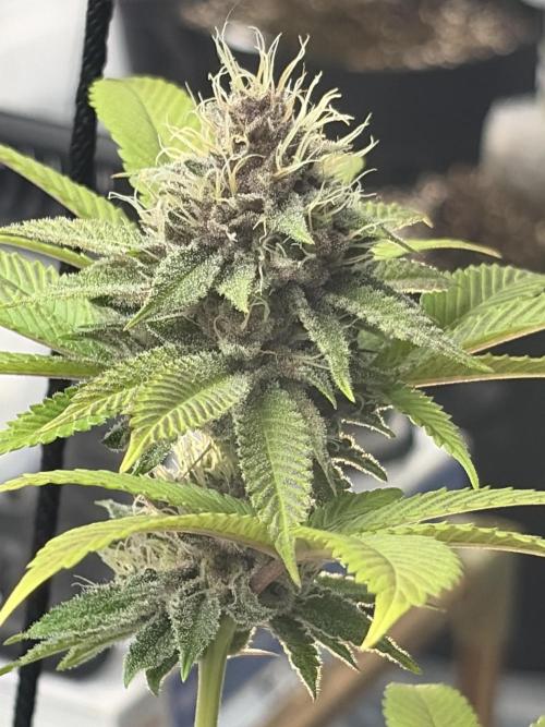 Micro clones +1 seed grow. Week 18