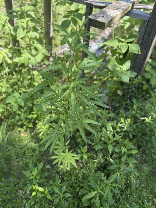 Outdoor grow. Week 13
