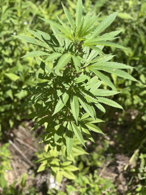 Outdoor grow. Week 13