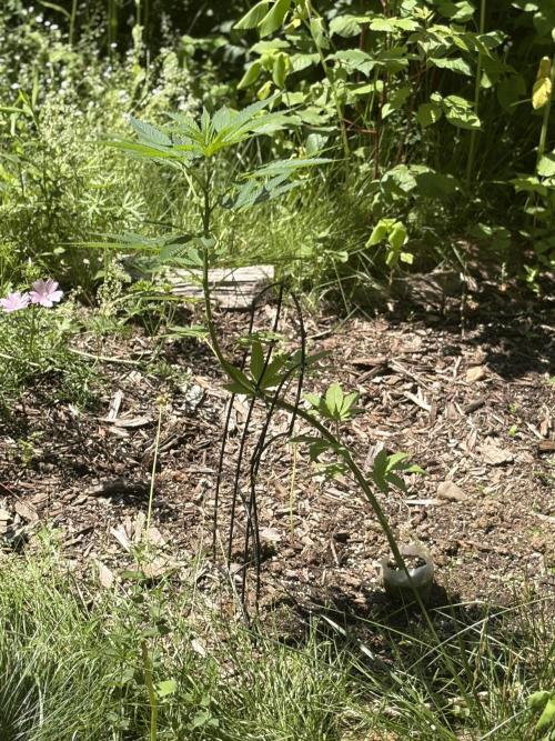 Outdoor grow. Week 13