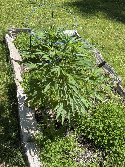 Outdoor grow. Week 13