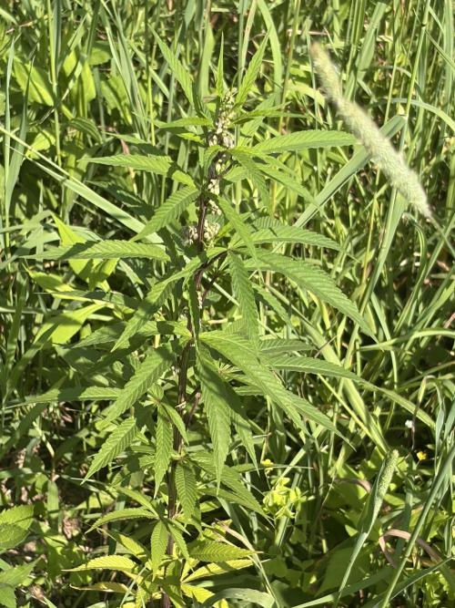 Outdoor grow. Week 13