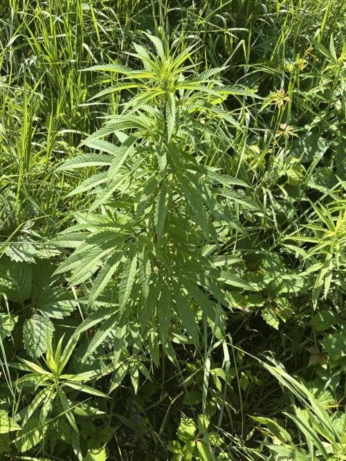 Outdoor grow. Week 13
