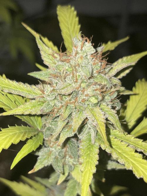 Cheese Auto. Week 12