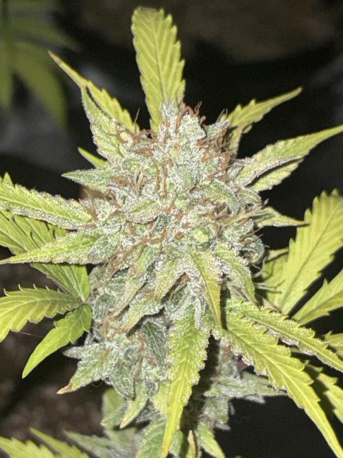 2nd cheese auto