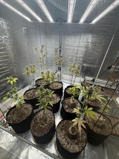 Micro clones +1 seed grow. Week 19