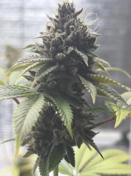 Micro clones +1 seed grow. Week 19