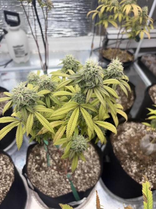 Micro clones +1 seed grow. Week 19