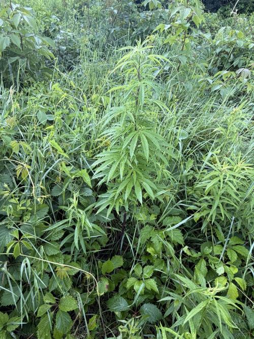 Outdoor grow. Week 14