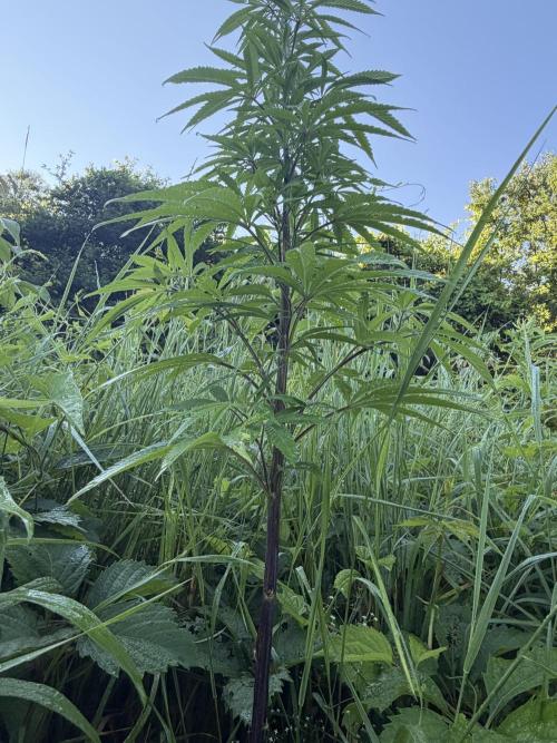 Outdoor grow. Week 14