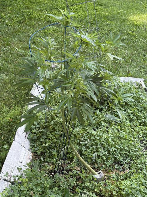 Outdoor grow. Week 14