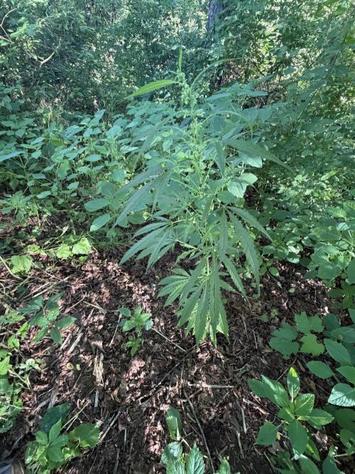 Outdoor grow. Week 14
