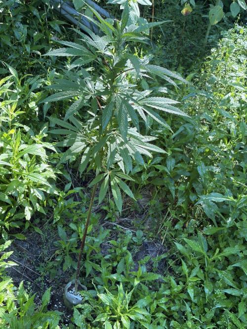 Outdoor grow. Week 14