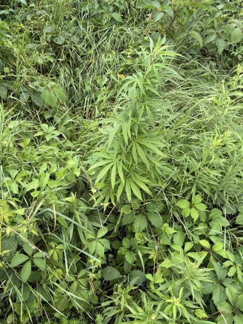 Outdoor grow. Week 15