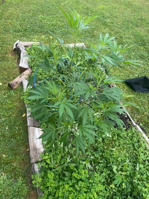 Outdoor grow. Week 15