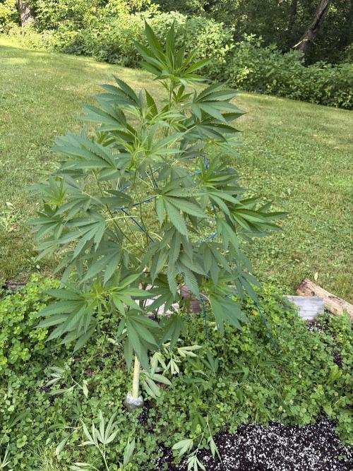 Outdoor grow. Week 15