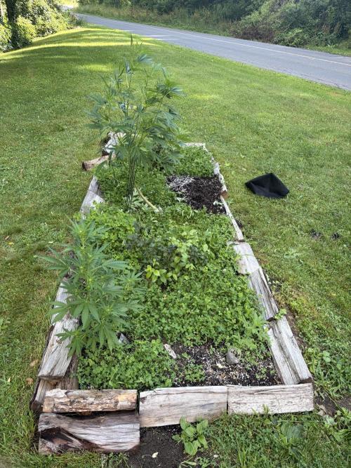Outdoor grow. Week 15