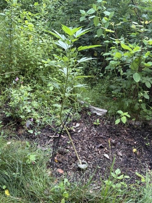 Outdoor grow. Week 15