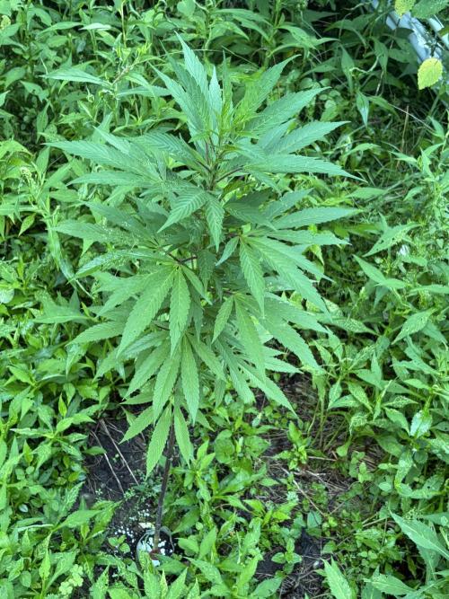 Outdoor grow. Week 15