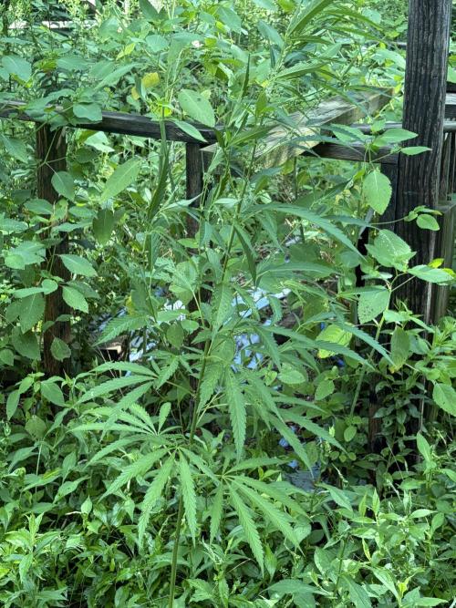 Outdoor grow. Week 15