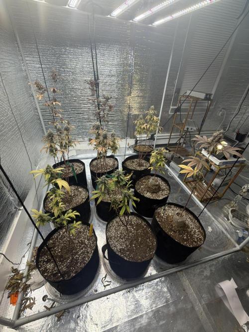 Micro clones +1 seed grow. Week 20
