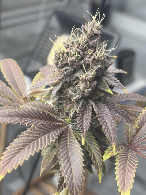 Micro clones +1 seed grow. Week 20