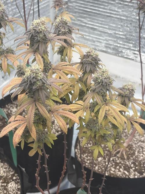 Micro clones +1 seed grow. Week 20
