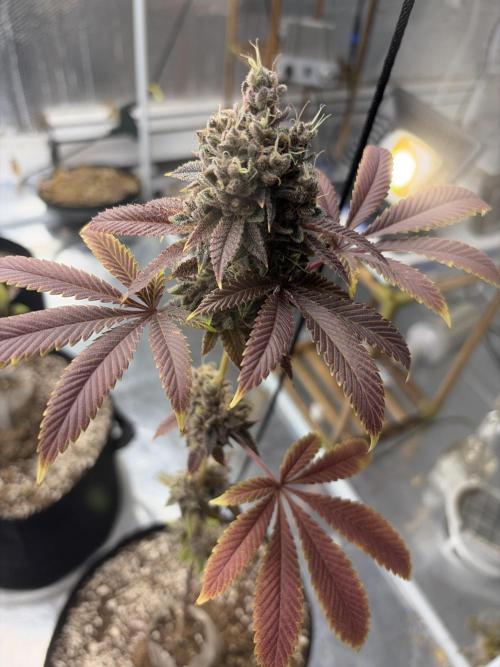 Micro clones +1 seed grow. Week 21