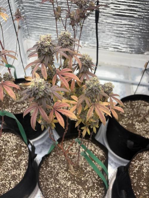 Micro clones +1 seed grow. Week 21
