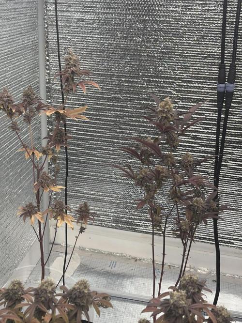 Micro clones +1 seed grow. Week 21