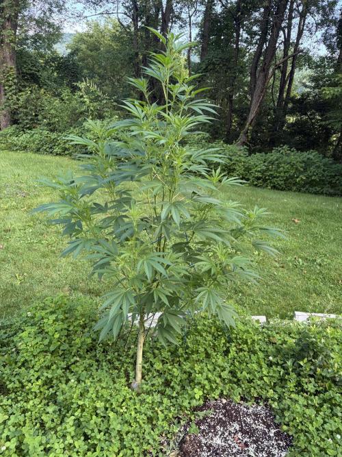 Outdoor grow. Week 17