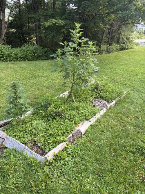 Outdoor grow. Week 17