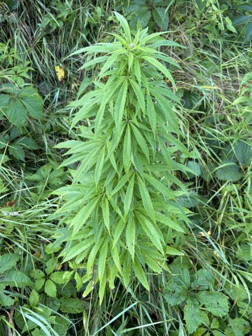 Outdoor grow. Week 17