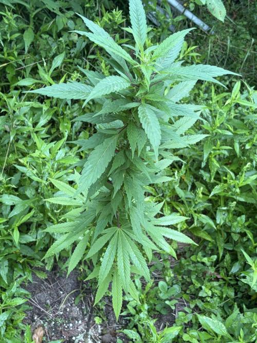 Outdoor grow. Week 17